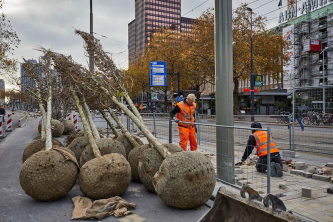 Stadsbomen groeien sneller, maar sterven jong