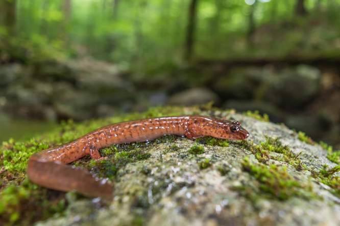 Minder salamanders worden volwassen