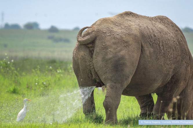 De grappigste natuurfoto's van 2019