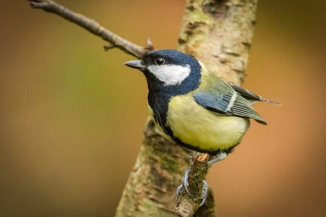 Stads­vogels lijken banger te zijn voor vrouwen dan voor mannen