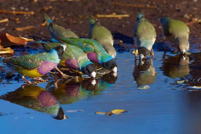 Zeldzame vogel gespot zonder hem te zien
