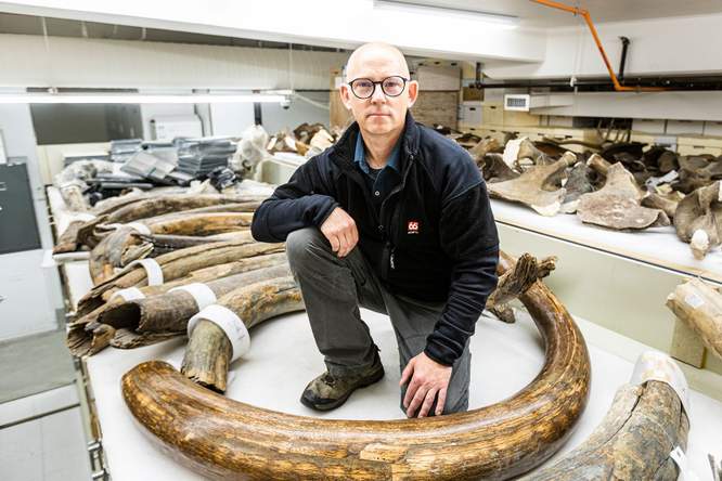 Ondergang mammoet kan helpen om toekomst van huidige dieren te bestuderen