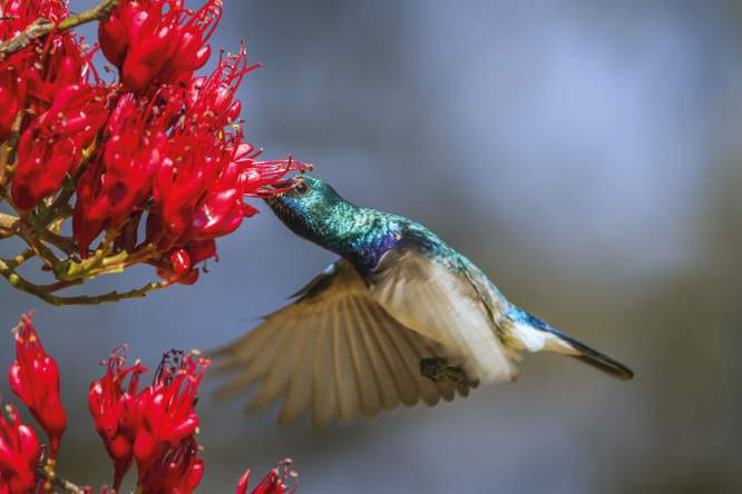 Vogels en hitte: de ene gevederde drinker is de andere niet