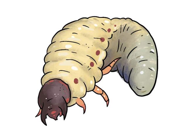 Een neushoorn op je composthoop