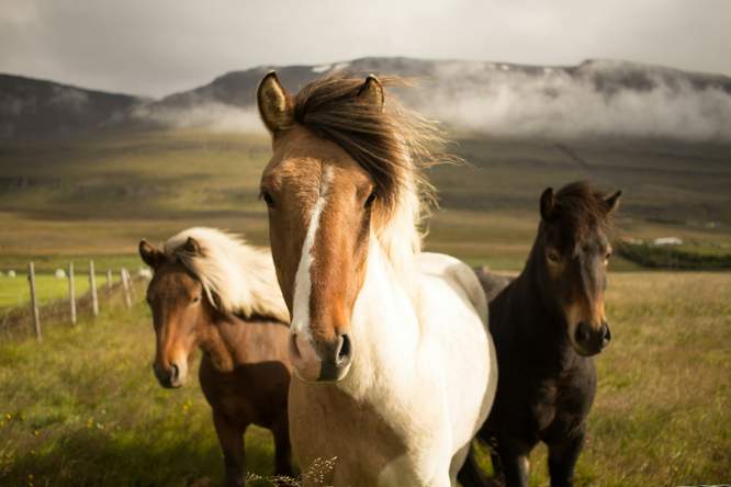 Hoe komen paarden aan hun paardenkracht?