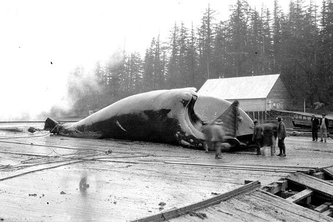Vijftig jaar na aan banden leggen van walvisvaart is impact nog altijd merkbaar