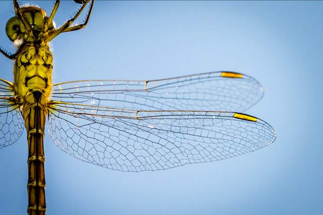 In bruikleen bij de natuur: 3 technieken in de strijd tegen antibioticum resistentie