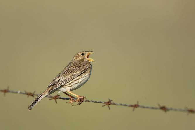 Podcast: Het lot van de akkervogels