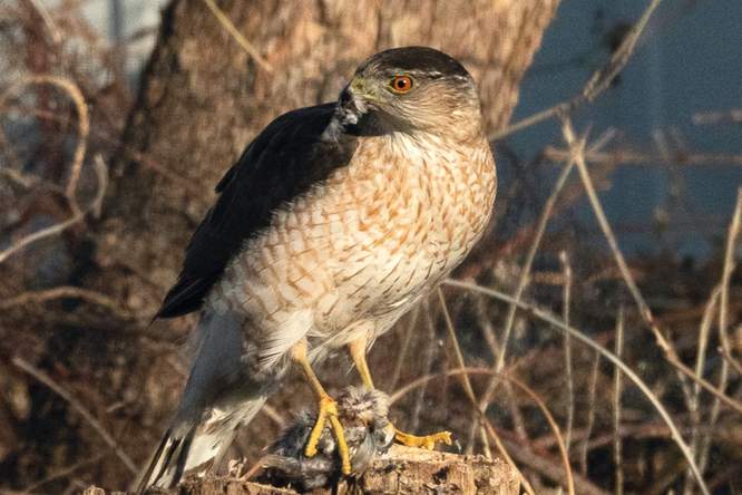 Roofvogel profiteert van verkeerslicht tijdens de jacht