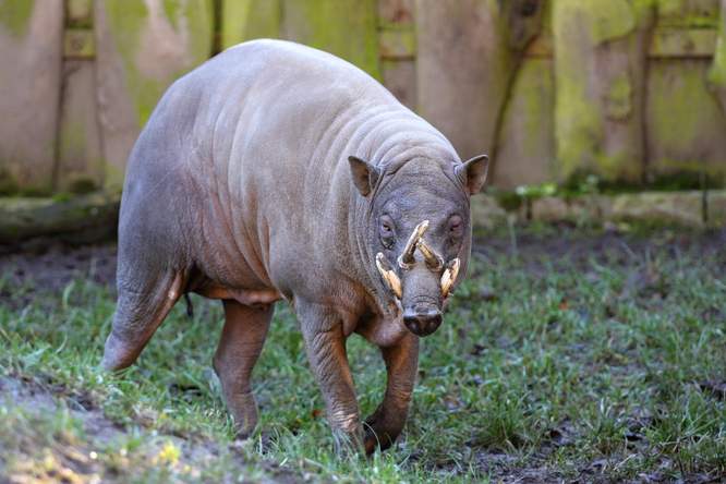 Genetici en biologen ontdekken ware leeftijd van Indonesische eiland Sulawesi