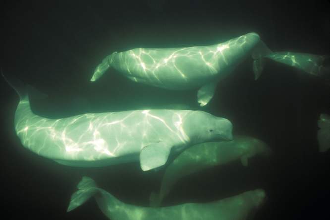 Met polygamie houden beloega’s hun populatie gezond