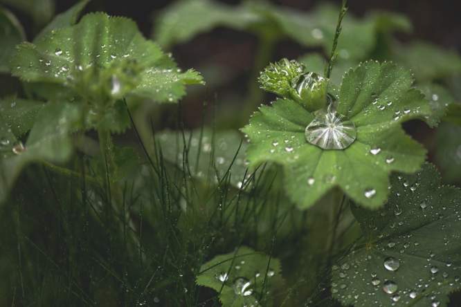 Hoe regen zaden ‘wakker’ maakt