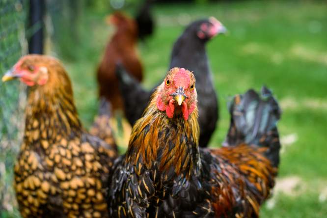 Zo kwam de kip in Europa terecht