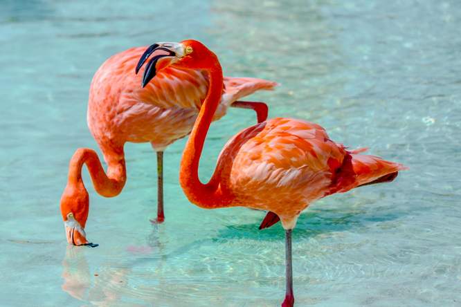 Van grijs kuiken tot roze vogel