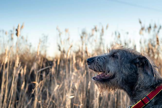 Mannelijke honden leven minder lang
