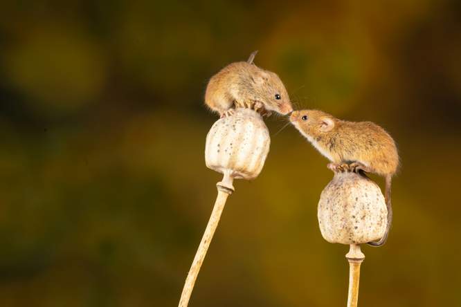 Muizen helpen elkaar dankzij 'muisreanimatie'