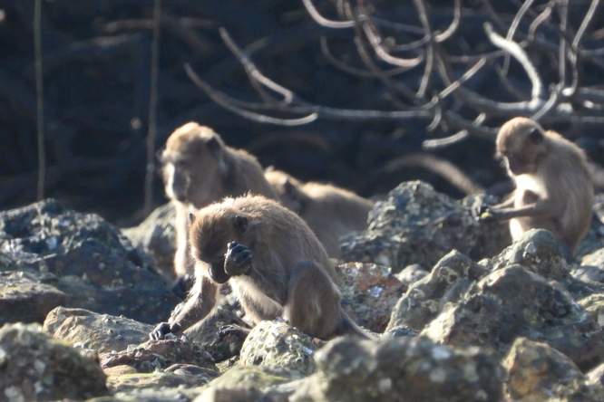 Prehistorisch stenen ‘gereedschap’ kan per abuis door apen zijn gemaakt