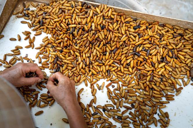 Insecten op het menu? Niet in prehistorisch Europa