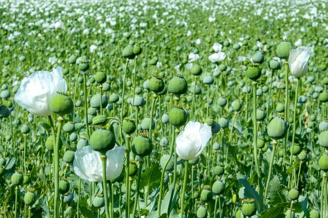 Van Vlaamse papavers tot opioïdevrije anesthesie