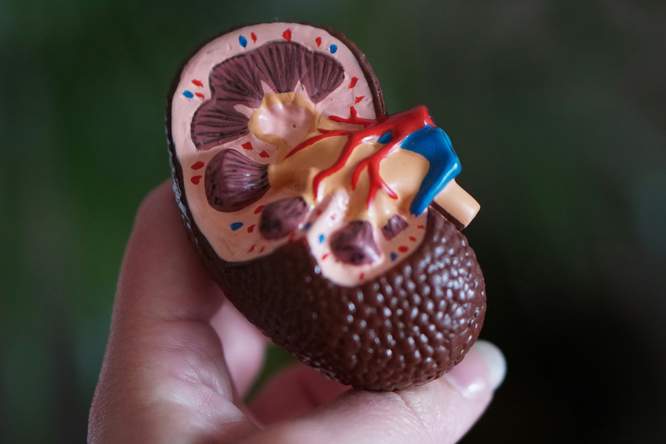 Nieren klagen niet, en dat is juist het probleem