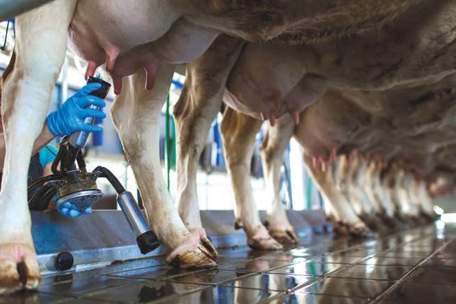 De prijs van de voedseltransitie: eiwitshift kan veeteelt pijn doen