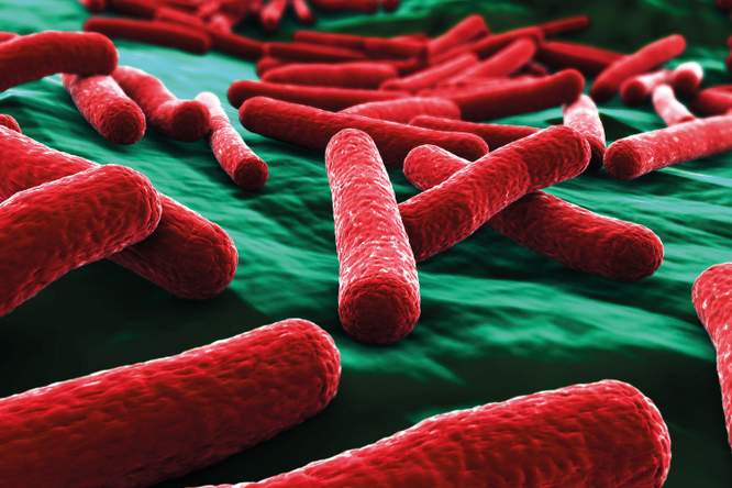 Deze microbe is het werkpaard van het lab