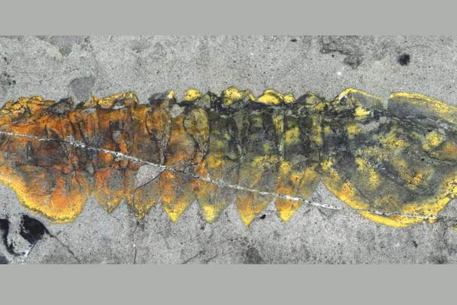 Evolutie van spinnen begon al in zee