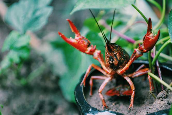 Wat rivierkreeften ons kunnen leren over talentherkenning in sport