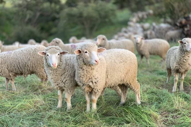 Knuttergek van blauwtong: een klein beestje met grote gevolgen
