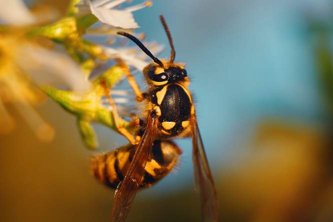 Wespengif als wapen tegen bacteriën