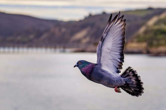 Vogels dromen over vliegen