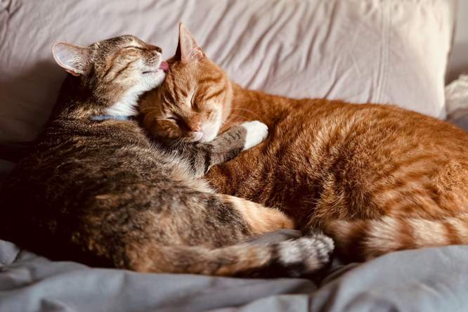 Je katten zijn misschien toch geen vrienden