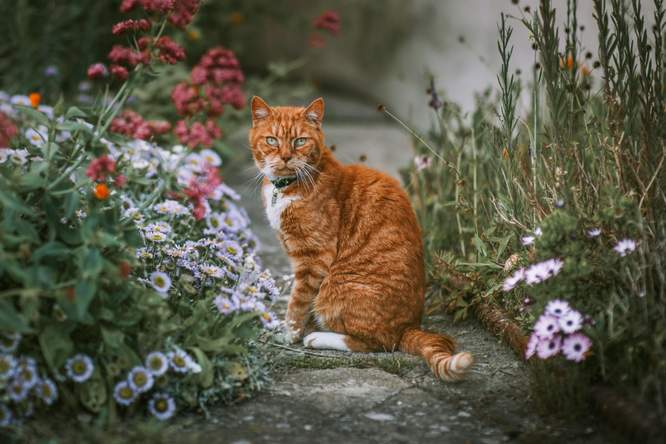 Deze vreemde mutatie verklaart de mysterieuze kleur van oranje katten